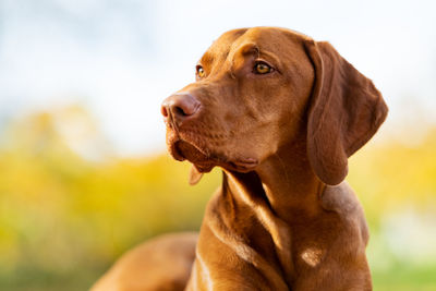 Vizsla hunting dog lying down in a garden and looking to the side. dog background.