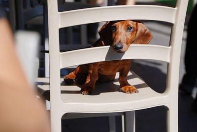 Dog looking through seat at table