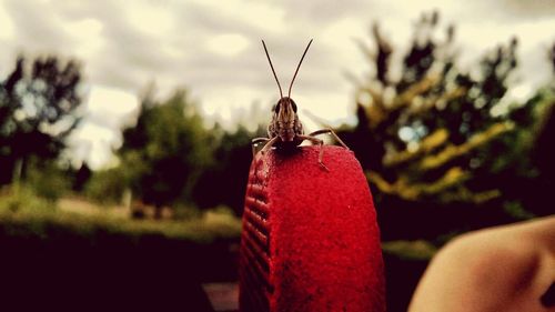 Insect on stone