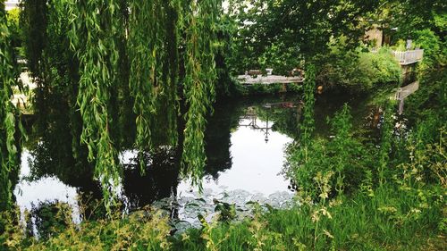 Reflection of trees in water