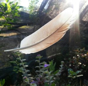 Close-up of feather against trees