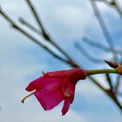 Close-up of red flower against sky