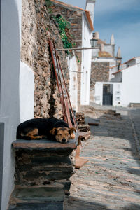 Cat relaxing on a building