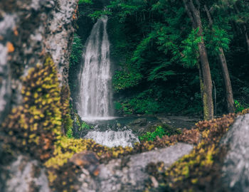 Scenic view of waterfall in forest