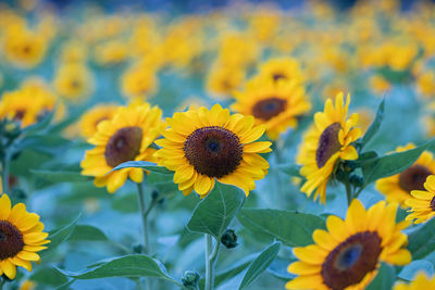 Close-up of yellow flowering plant