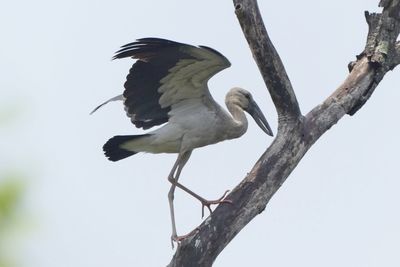 Low angle view of bird perching on tree against sky