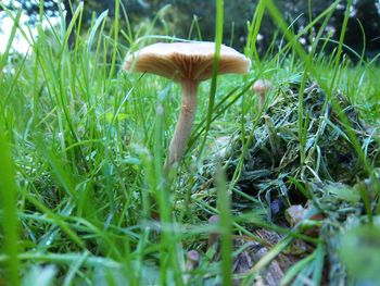 Close-up of mushroom growing on grassy field