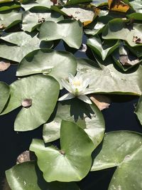 High angle view of water lilies on plant
