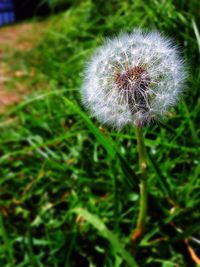 Close-up of dandelion flower