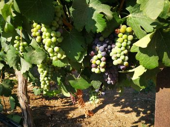 Close-up of grapes growing in vineyard
