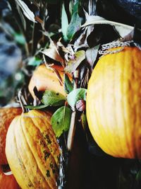 Close-up of pumpkin against orange sky