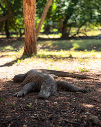 View of a komodo dragon laying in the shade