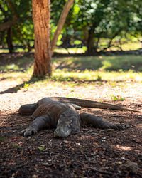 View of an animal on field