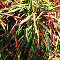 Full frame of leaves