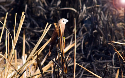 Close-up of a bird on land