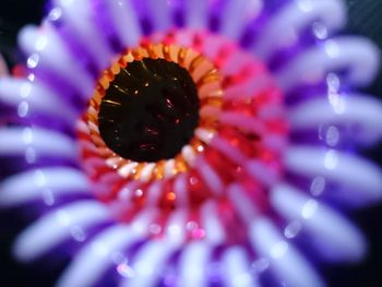 Macro shot of purple flower