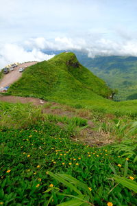 Scenic view of grassy field against sky