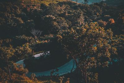 High angle view of trees in forest during autumn