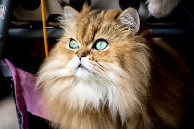 Close-up portrait of cat