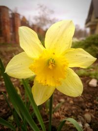 Close-up of yellow flower