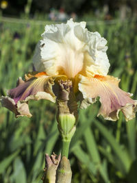 Close-up of fresh white flowering plant