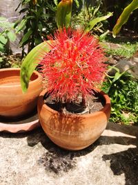 Close-up of cactus growing in pot