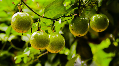 Close-up of fruits on tree