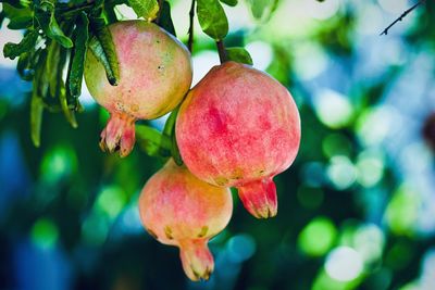 Close-up of pomegranate fruits growing on tree 