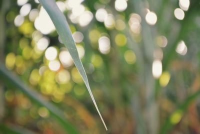 Close-up of water drops on grass