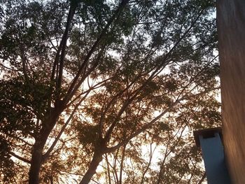 Low angle view of trees against sky