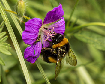 Close-up of bee pollinating on purple flower