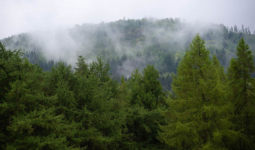 Panoramic view of pine trees in forest