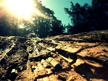 Sun shining through trees on sunny day