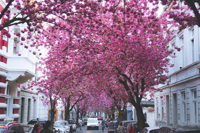 Pink cherry blossom tree in city