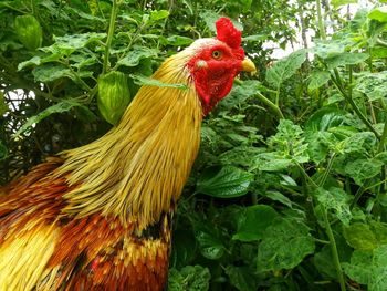 Close-up of rooster on tree