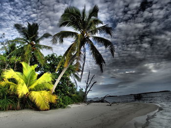 Palm trees against cloudy sky