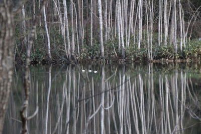 Scenic view of lake in forest