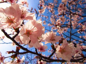 Low angle view of cherry blossoms on tree