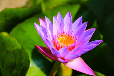 Close-up of lotus flower in the pond.