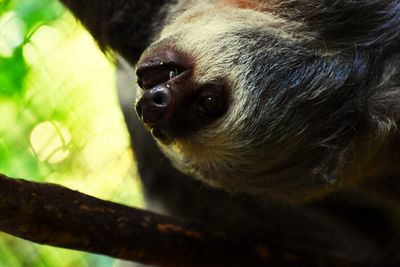 Close-up portrait of dog