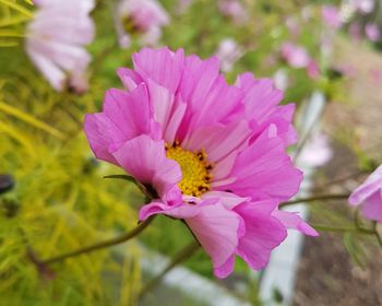 Close-up of pink flower