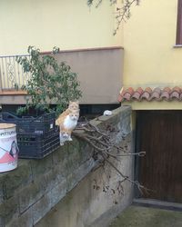 Cat by building