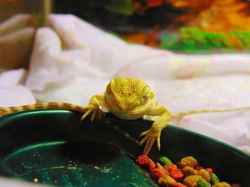 Close-up of lizard eating breakfast