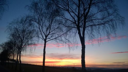 Silhouette of bare trees at sunset