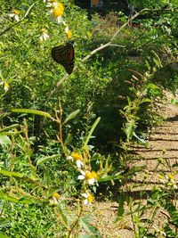 Close-up of butterfly on plant