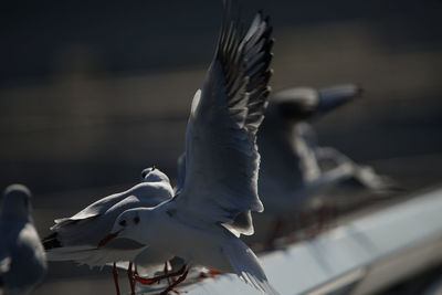 Seagull flying