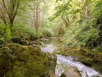 River amidst trees in forest