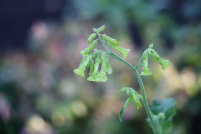 Close-up of fresh green plant leaves