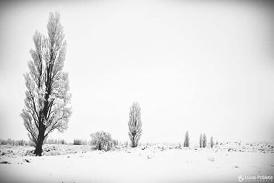 Trees on snowy field against sky during winter