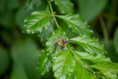 Close-up of insect on leaf